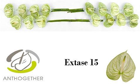 Anth A Extase