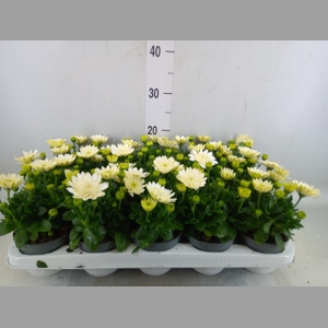 Osteospermum  '3D White'