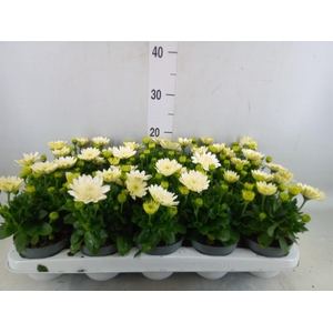 Osteospermum  '3D White'