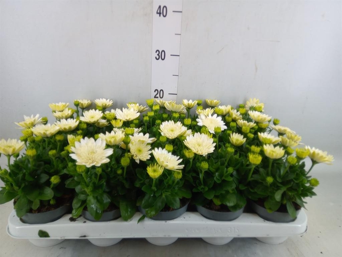 <h4>Osteospermum  '3D White'</h4>