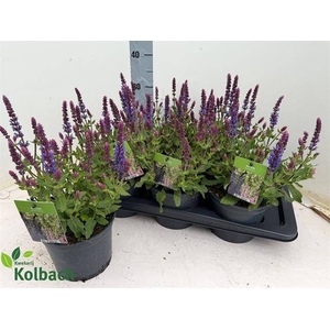 SALVIA NE SE DP BLUE