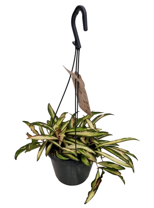 <h4>HOYA WA TRICOLOR</h4>