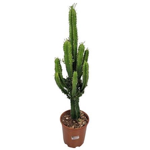 Euphorbia Eritrea (no Globalg.a.p. Lot)