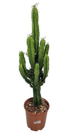 <h4>Euphorbia Eritrea (no Globalg.a.p. Lot)</h4>