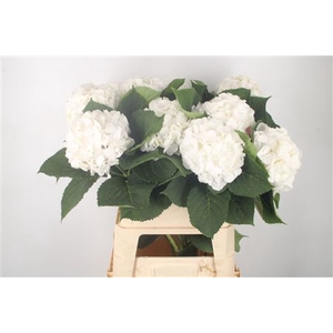 Hydr M White Verena