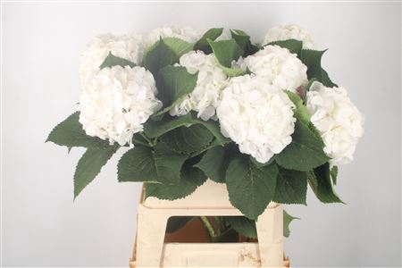 <h4>Hydr M White Verena</h4>
