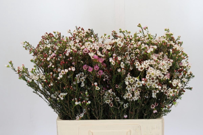 <h4>Chamelaucium Ella</h4>