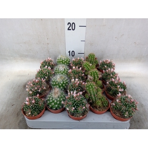 Cactus   ...flowering mix