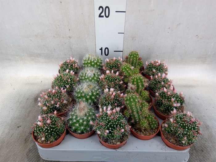 <h4>Cactus   ...flowering mix</h4>