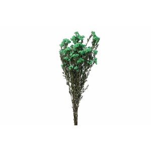 Dried Ozothamnus Mint Green Bunch Slv