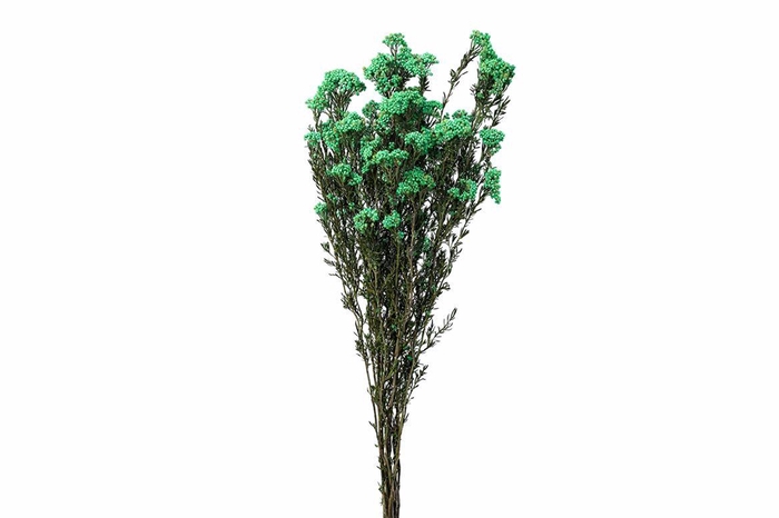 <h4>Dried Ozothamnus Mint Green Bunch Slv</h4>