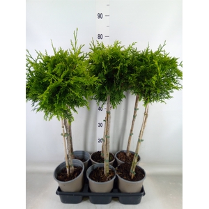 Thuja plicata 'Gelderland'