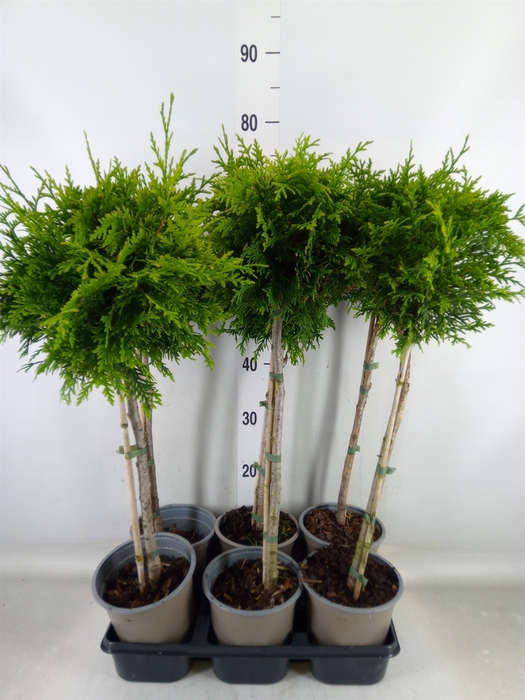 <h4>Thuja plicata 'Gelderland'</h4>