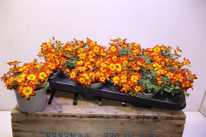 <h4>Bid Solaire Star</h4>