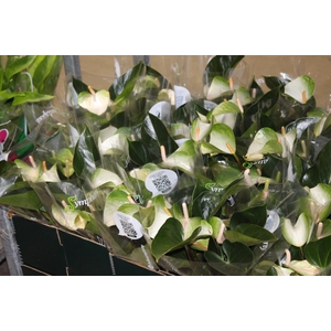 ANTHURIUM VARIADO P15