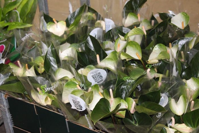 <h4>ANTHURIUM VARIADO P15</h4>
