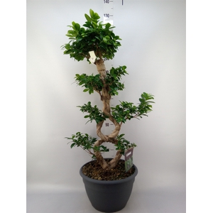 Ficus microcarpa 'Ginseng'