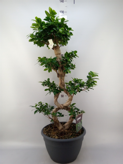 <h4>Ficus microcarpa 'Ginseng'</h4>