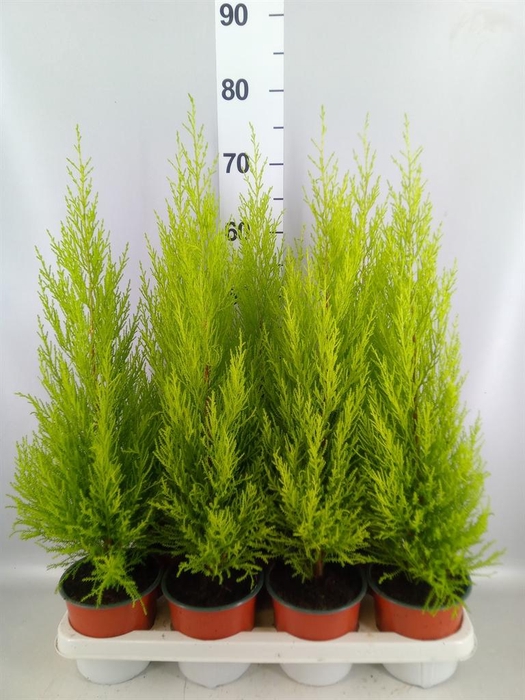 <h4>Cupressus macro. 'Goldcrest Wilma'</h4>