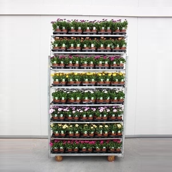 Osteospermum Mixkar Mix laag