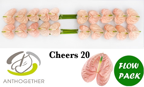 <h4>Anthurium Cheers</h4>