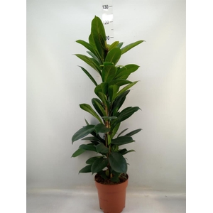 Ficus cyathistipula