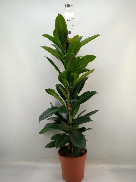 <h4>Ficus cyathistipula</h4>