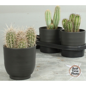 CACTUS OV