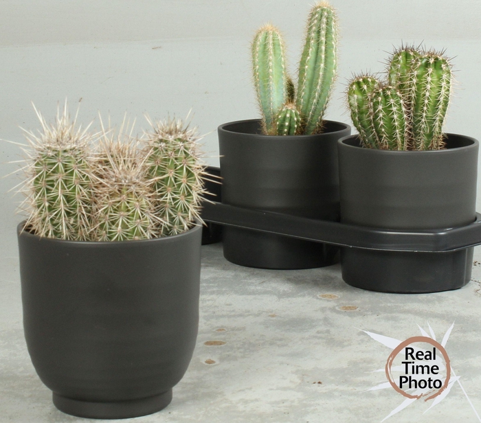 <h4>CACTUS OV</h4>
