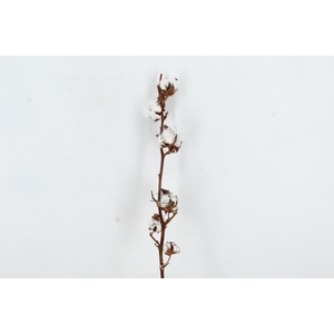 DF Katoen Gossypium  8 Bol Selected