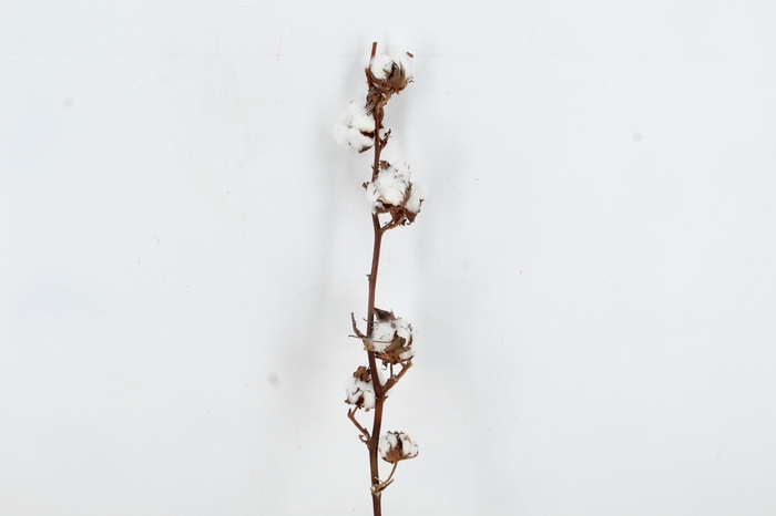 <h4>DF Katoen Gossypium  8 Bol Selected</h4>