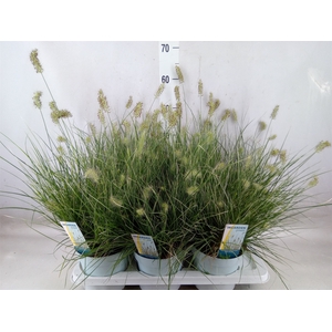 Pennisetum alopec. 'Little Honey'