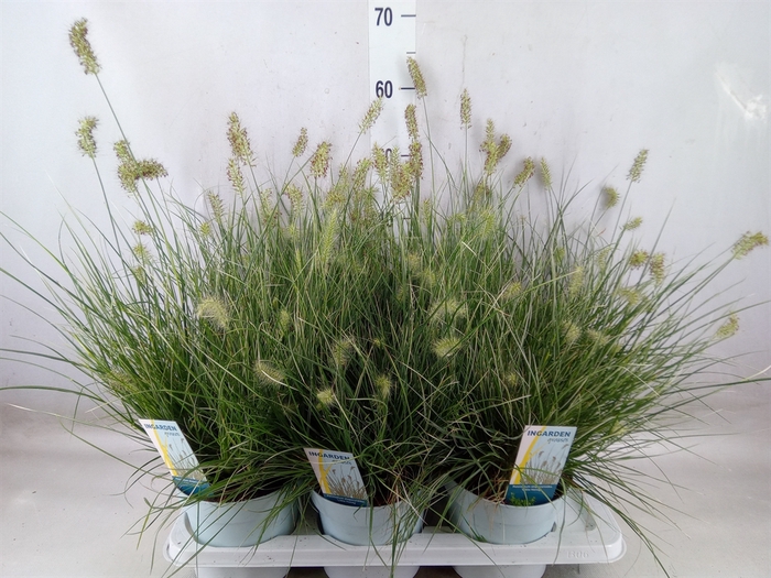 <h4>Pennisetum alopec. 'Little Honey'</h4>