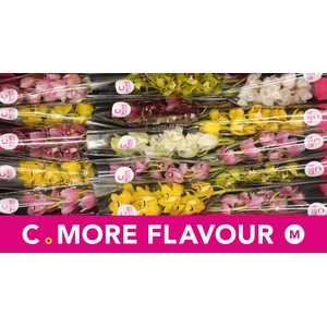 Mini cymbidium 'Mix' 50 cm