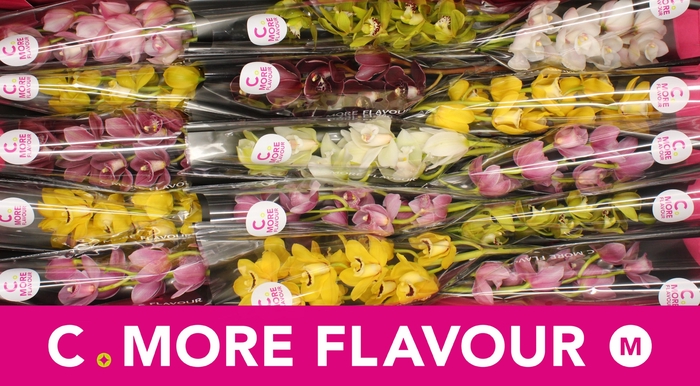 <h4>Mini cymbidium 'Mix' 50 cm</h4>