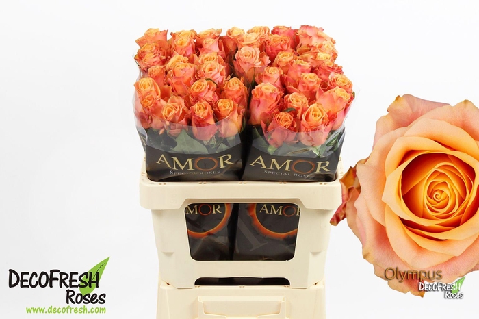 <h4>R Gr Olympus</h4>