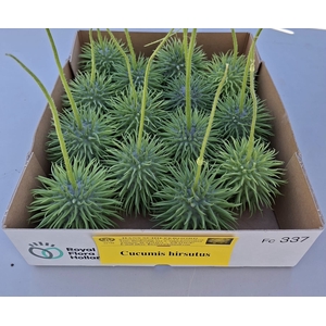 CUCUMIS HIRSUTUS