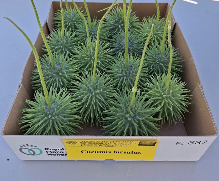 <h4>CUCUMIS HIRSUTUS</h4>