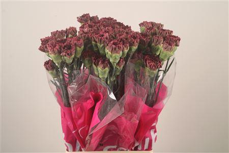 <h4>Di St Copper Extasis</h4>