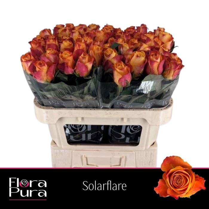 <h4>R GR SOLARFLARE</h4>