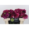 Dahlia Muchacha