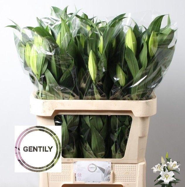 <h4>LI OT TISENTO</h4>