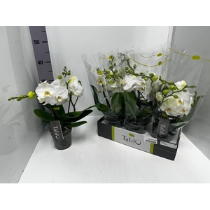 Phalaenopsis Tablo Champagne 12Ø 40cm 2st 25fl