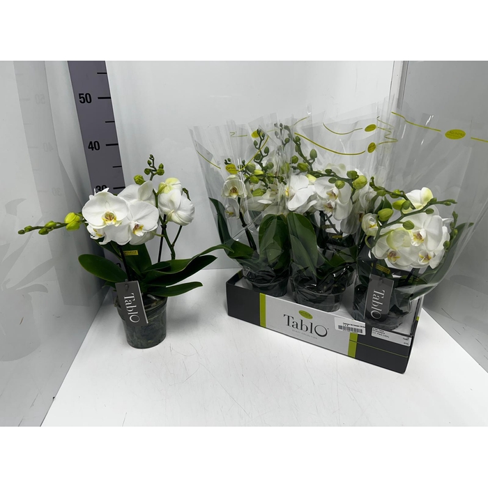 <h4>Phalaenopsis Tablo Champagne 12Ø 40cm 2st 25fl</h4>