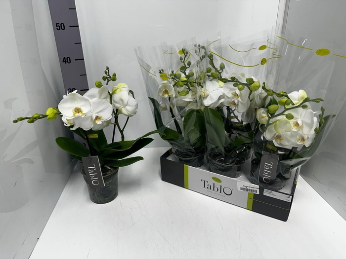 Phalaenopsis Tablo Champagne 12Ø 40cm 2st 25fl