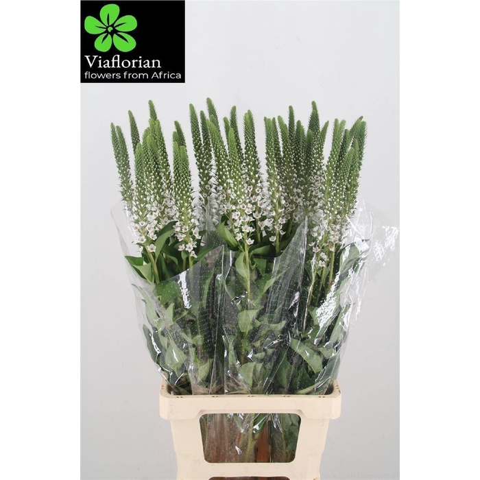 <h4>Lysimachia Clethroides</h4>