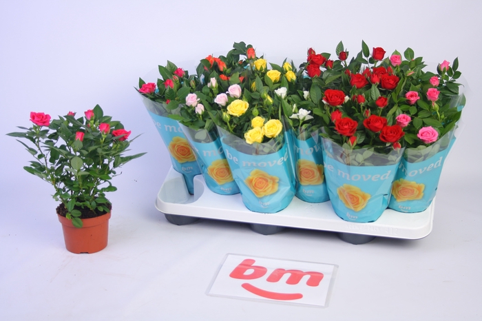 <h4>RO B MONDE GEM 7 SRT</h4>
