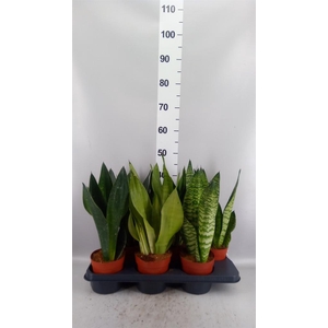 Sansevieria trifa.   ...