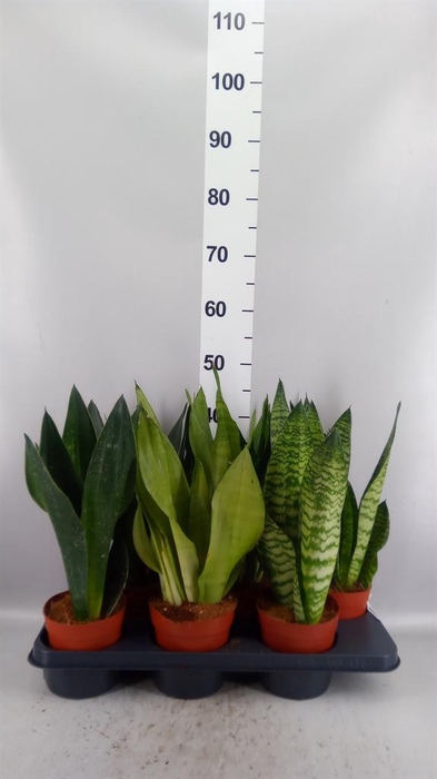 <h4>Sansevieria trifa.   ...</h4>