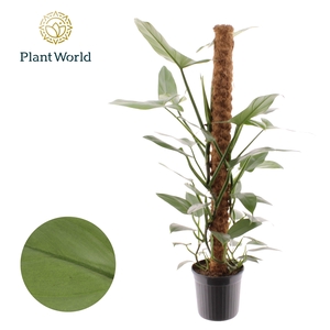 Philodendron Silver Sword Mosstok 100 cm